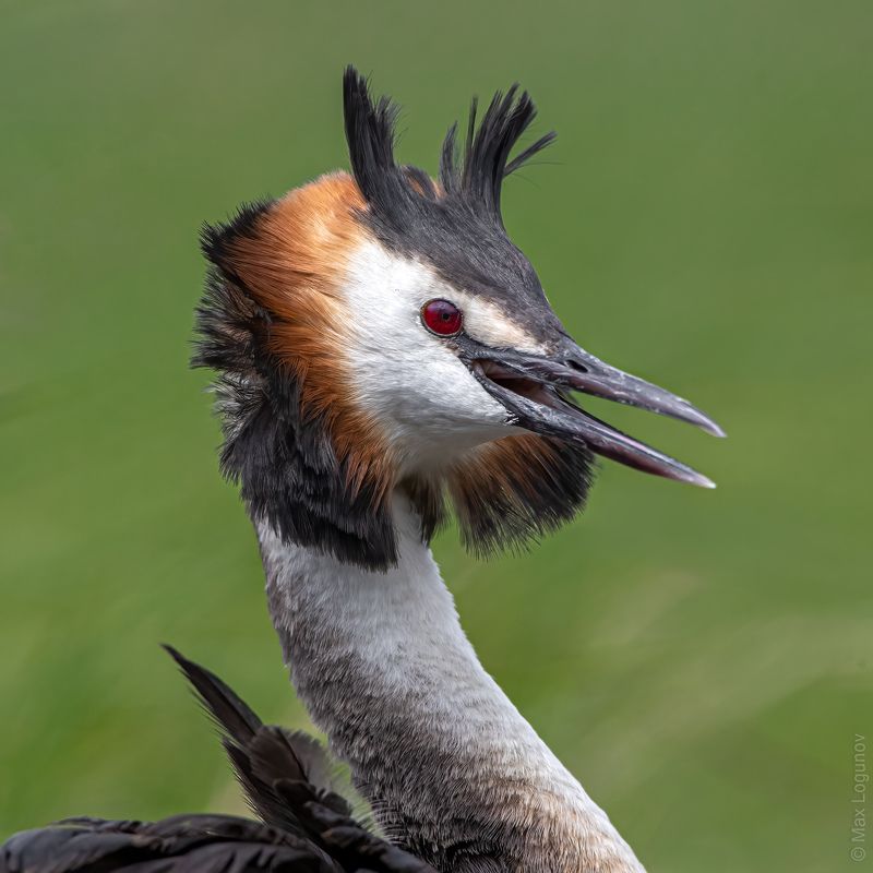 Портрет большой поганки фото превью