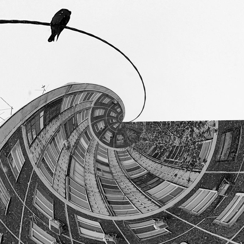 bird, abstract, abstraction, b&w, art, minimalism. The main фото превью