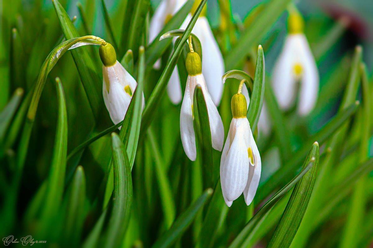 , Орлов Олег