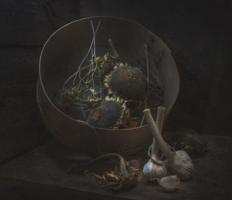 решето,старый,пыль,сарай,подсолнух,чеснок,доски Старое решето фото превью