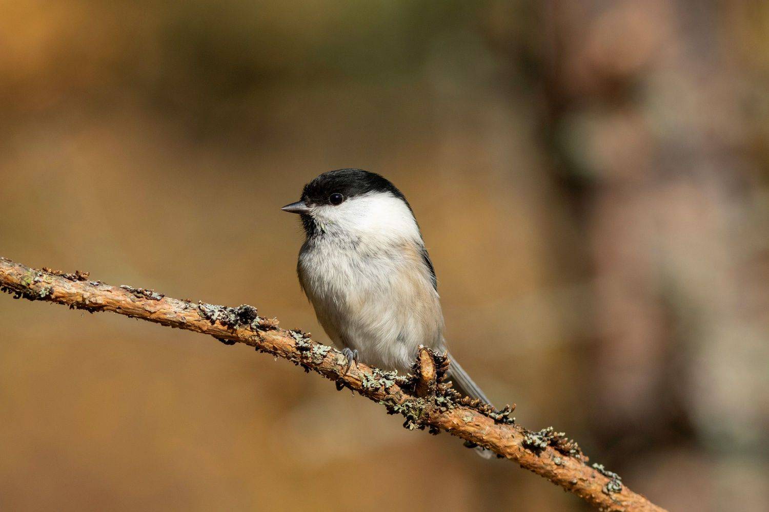 синица, птица, фотоохота, московскаяобласть, Павел Краснослободцев