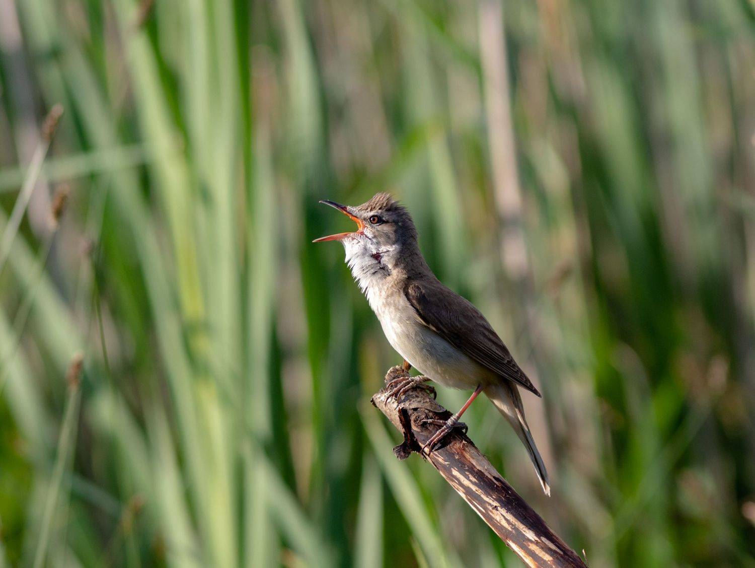 птица, фотоохота, камышевка, талдомскийрайон, певчиептицы, хотча, Павел Краснослободцев