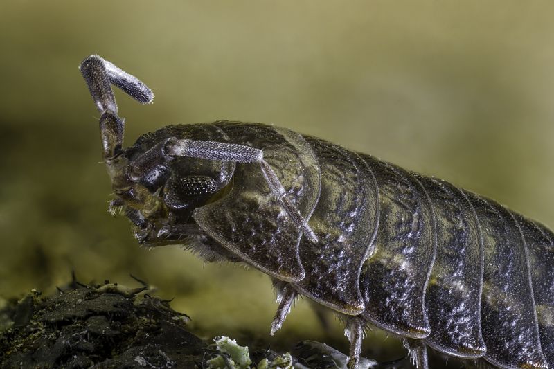 (Oniscus asellus)  фото превью