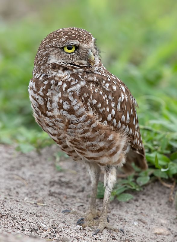 кроличий сыч, florida, burrowing owl, owl, флорида,сыч Burrowing Owl- Кроличий сыч фото превью