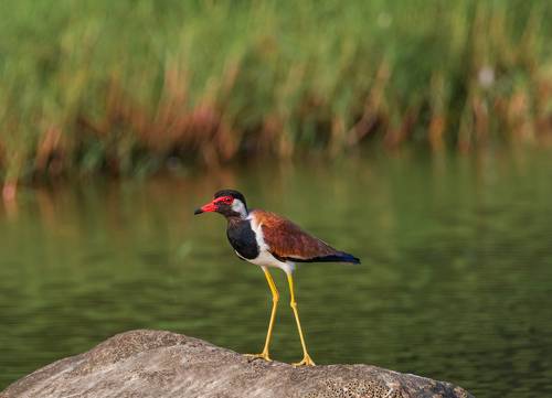Red-wattled lapwing