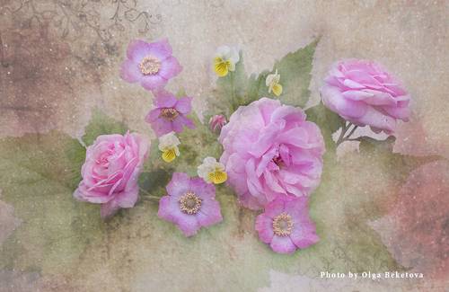 Розы и шиповник