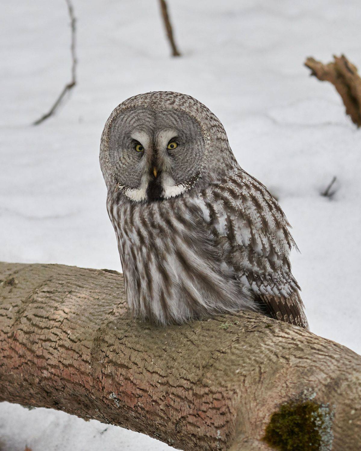 , Victor Krachkovsky