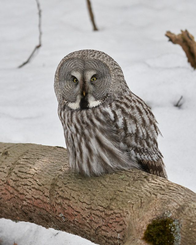 Бородатая неясыть (СПб, март 2022) фото превью