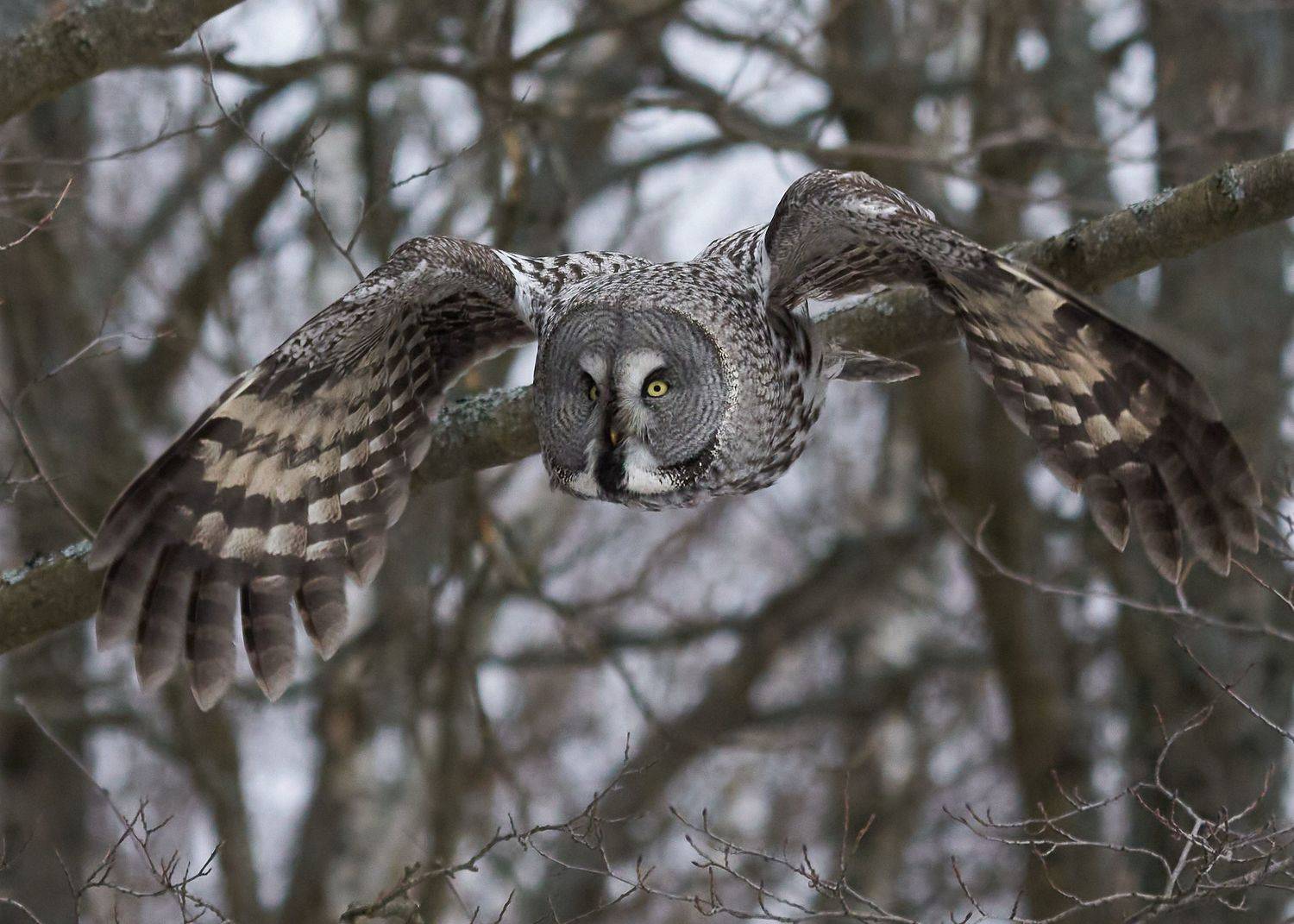 , Victor Krachkovsky