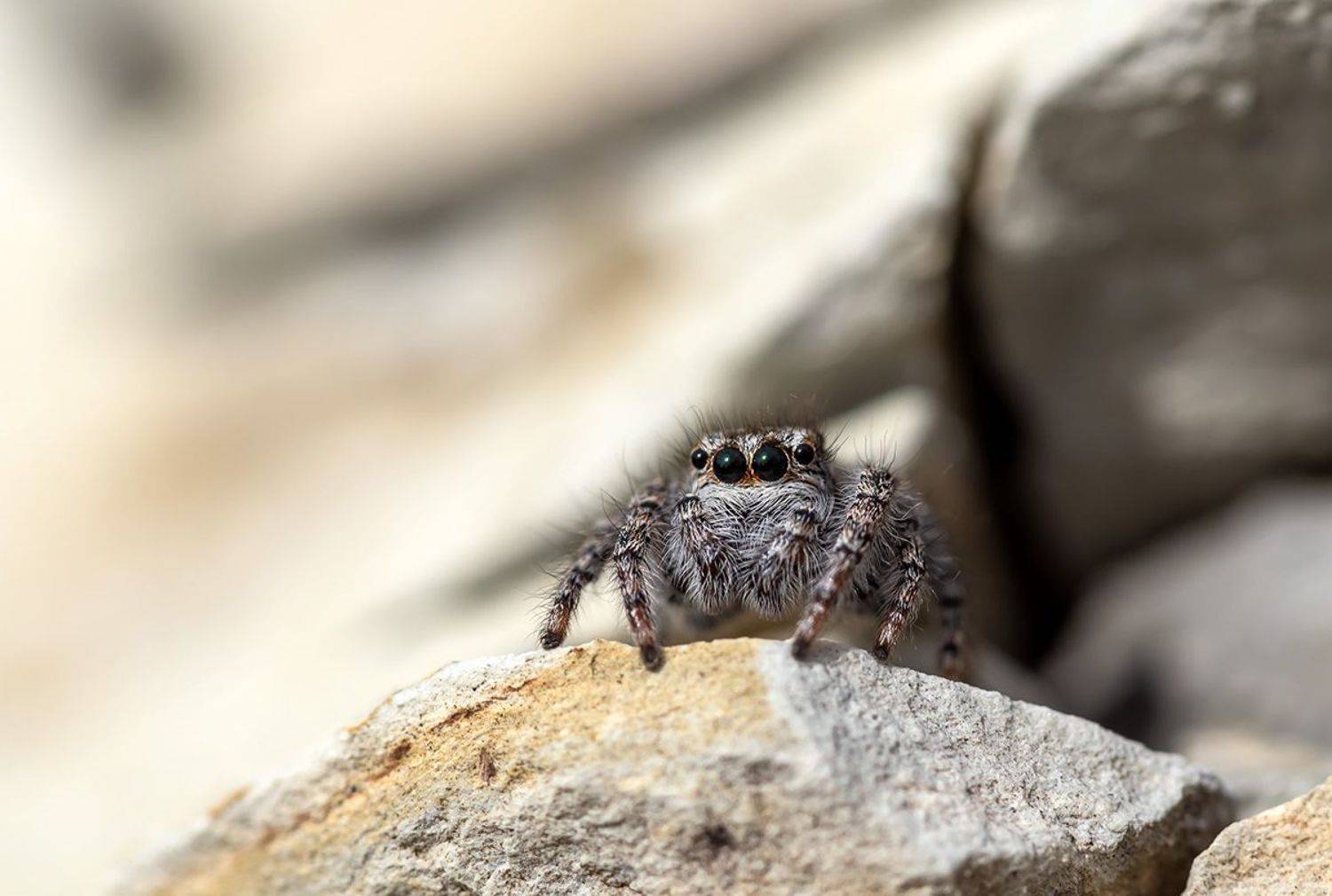 , Александр Земляной