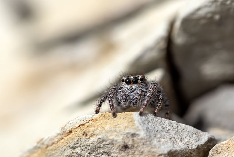 Обитатель гор... фото превью