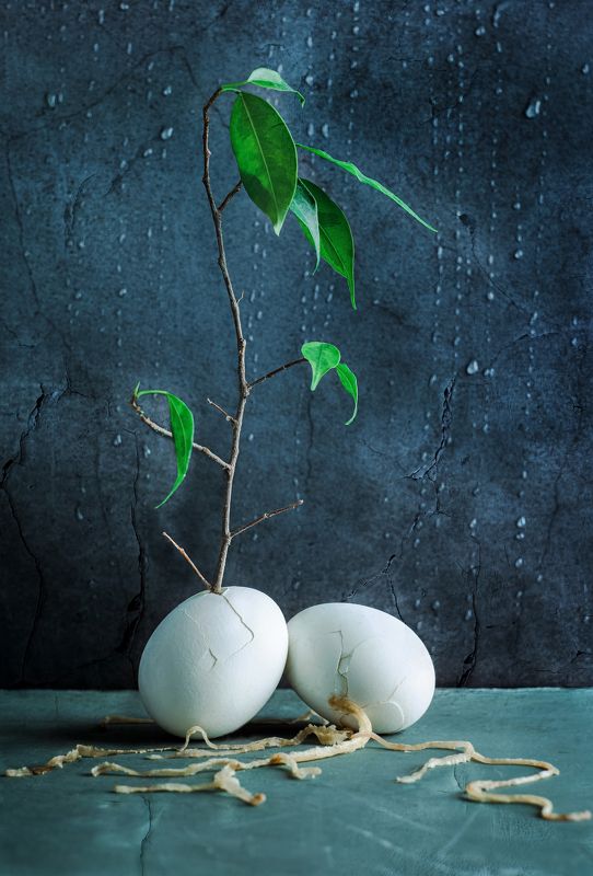 #яйца #прорастание #размышления #фикус Прорастание фото превью
