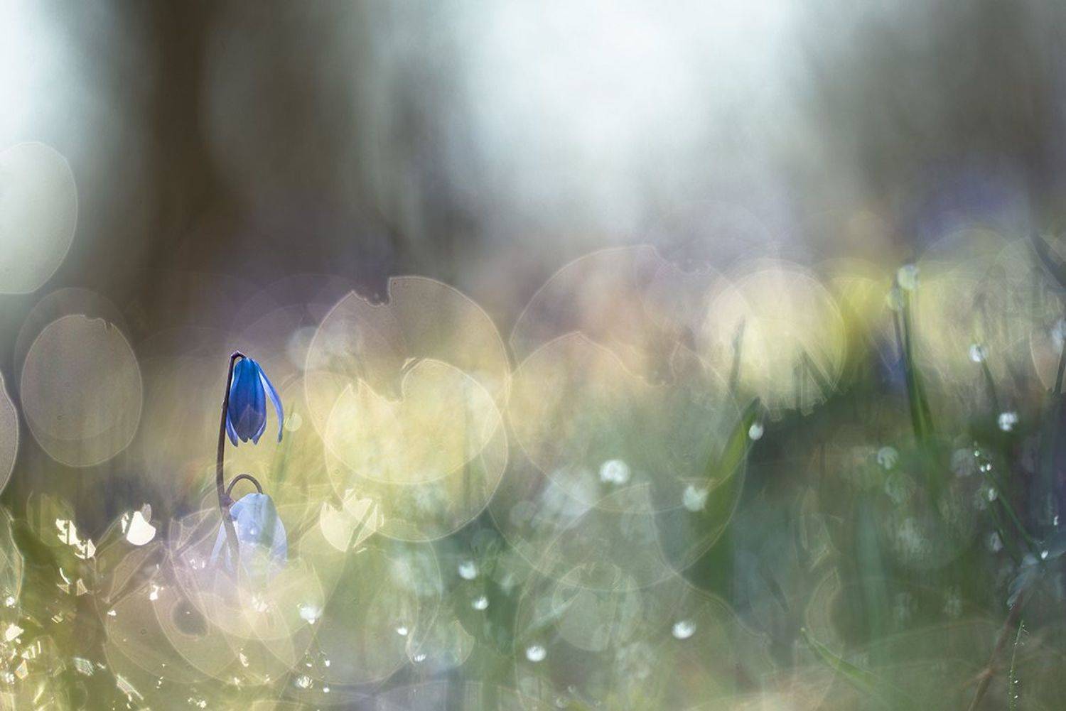 пролески, весна, апрель, цвет, свет, позитив, воронеж, геннадий мещеряков, Мещеряков Геннадий