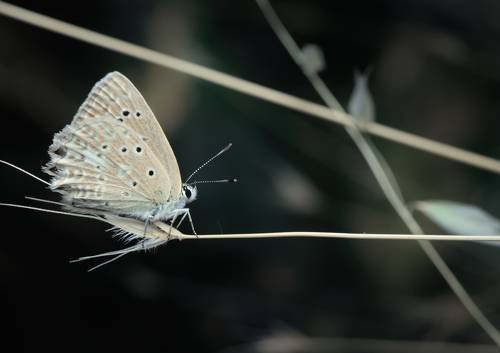 Fairy