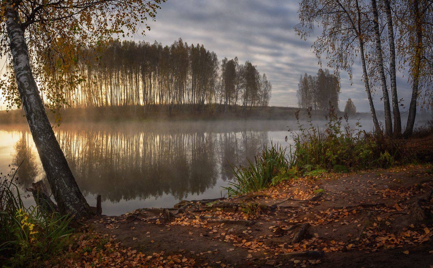 лес, свет, утро, природа, Баранов Олег