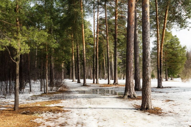 лес, зимний лес, зимний пейзаж, черняевский лес, пермь, балатовский лес, весна, лужи, весенний пейзаж Весеннее половодье фото превью