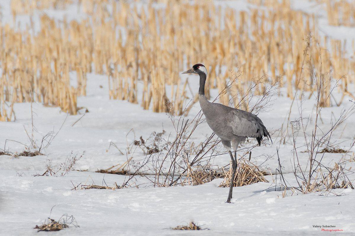 , Валерий Субачев