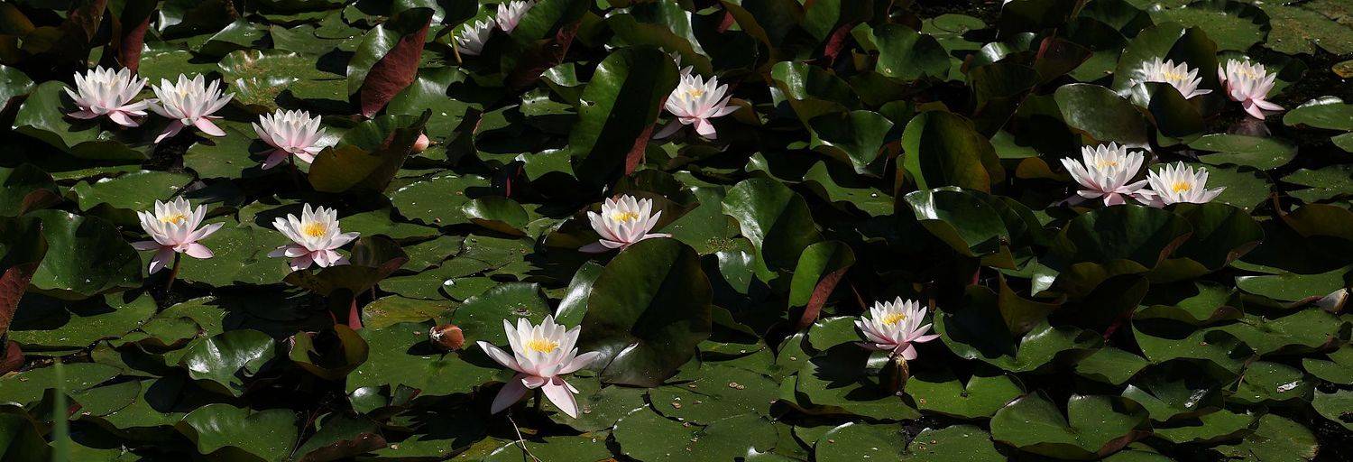 кувшинки нимфеи, Александр Зорин