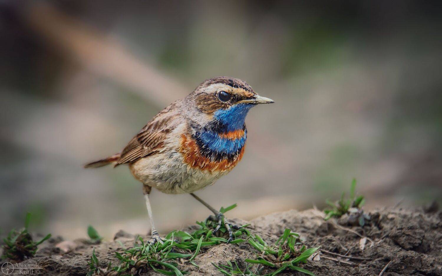 варакушка, манишка, Александр Круль