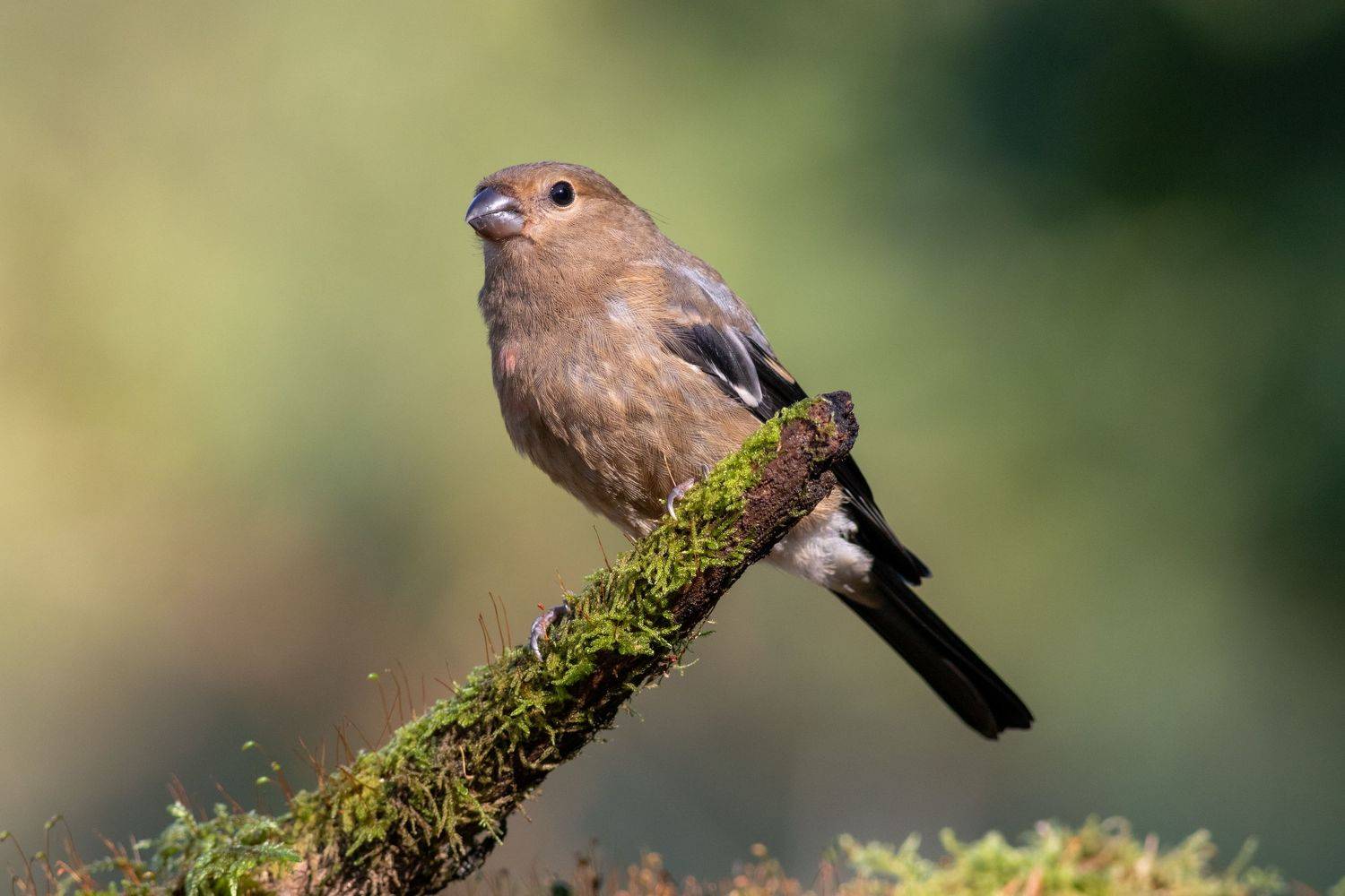 снегирь, лето, фотоохота, московскаяобласть, птица, Павел Краснослободцев