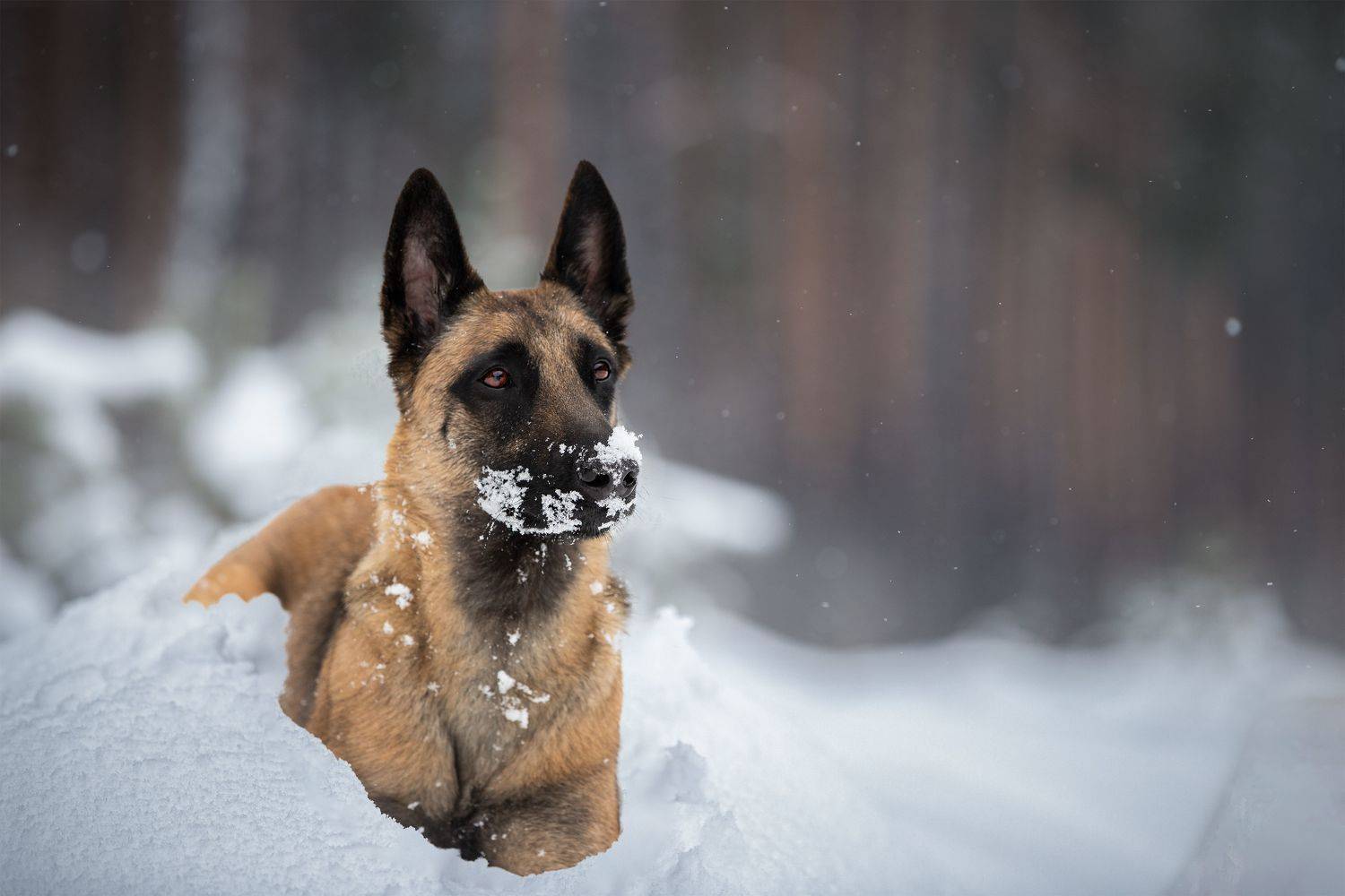 собкаи, малинуа, бельгийская овчарка, овчарка, рабочие собаки, фотограф анималист, фотограф калуга, Шерскова Мария