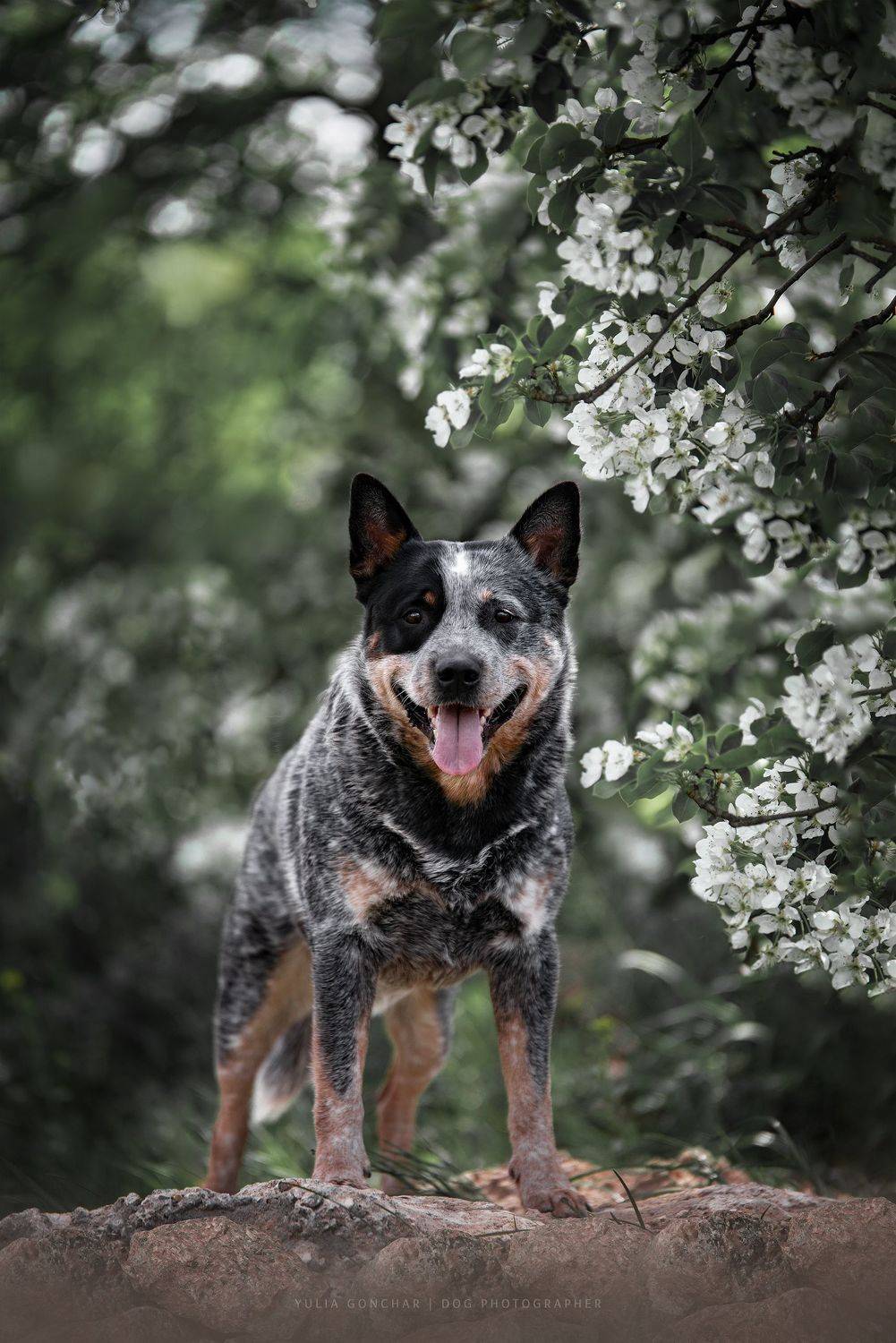 , Юлия Гончар