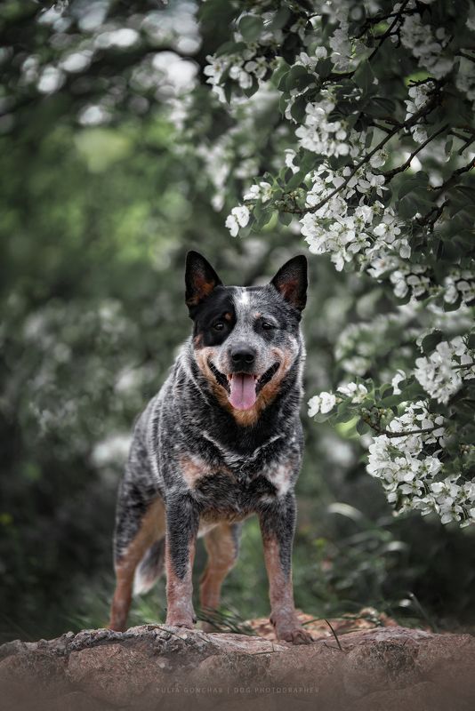 Австралийский хилер фото превью
