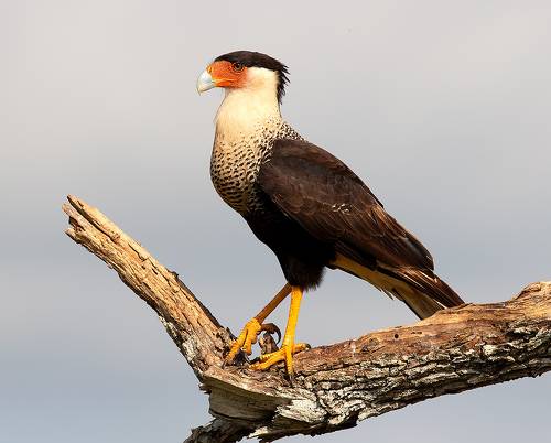 Обыкновенная Каракара - Crested Caracara
