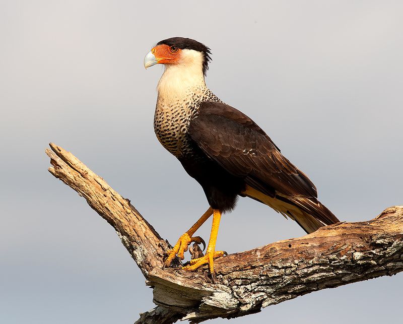 каракара, crested caracara, caracara, tx, texas, хищные птицы Обыкновенная Каракара - Crested Caracara фото превью