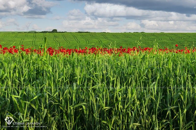 ISMAYILLI фото превью
