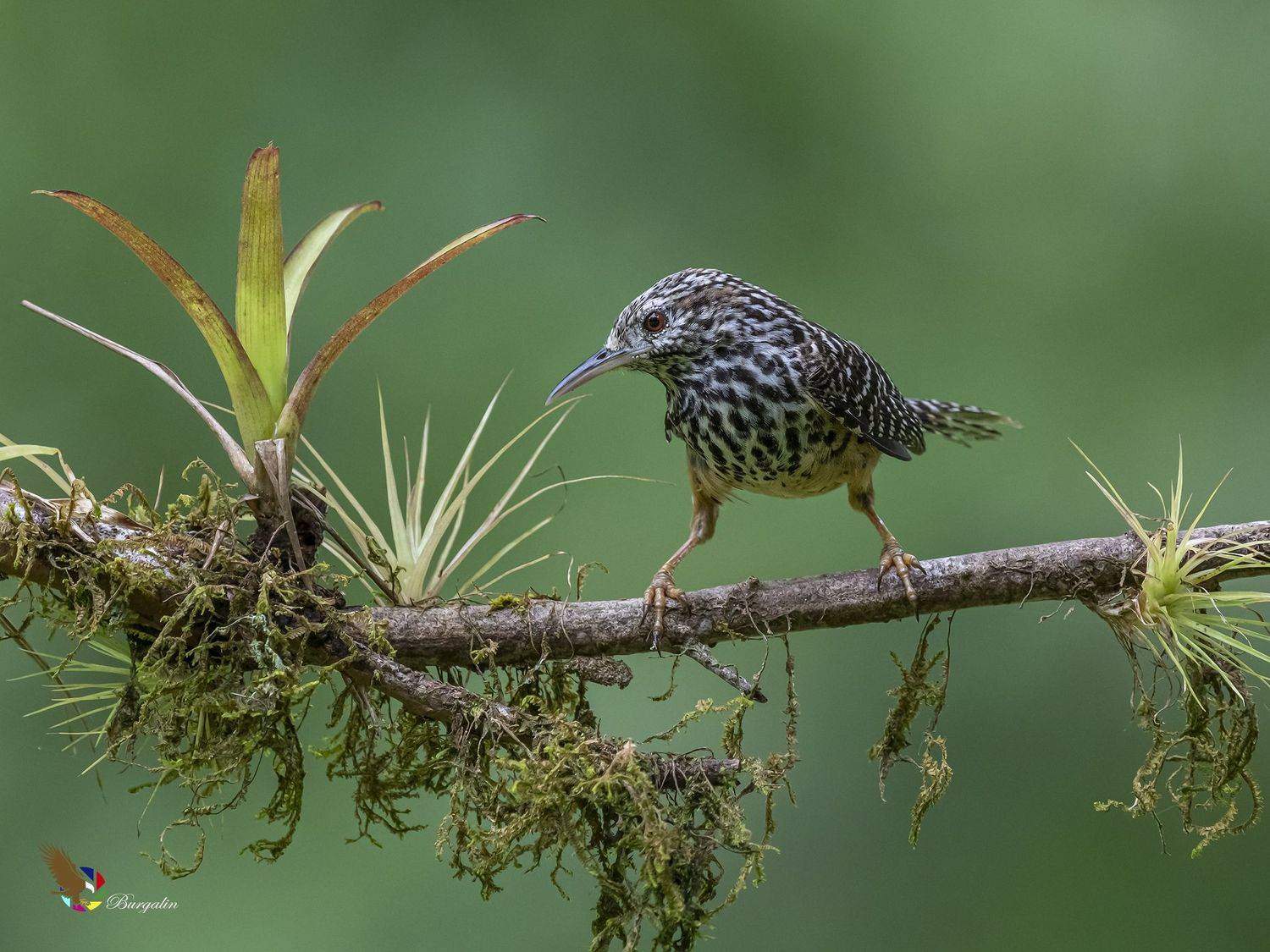 , Fernando Burgalin Sequeira