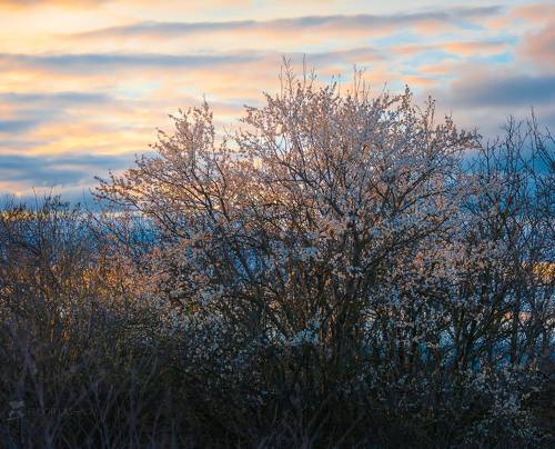 Весенний вечер в саду
