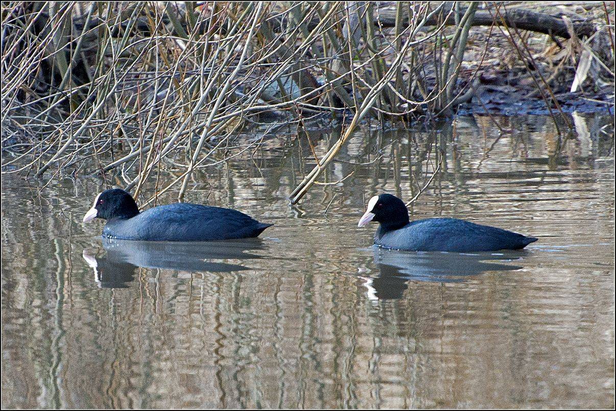москва, пруд, птицы, АНАТОЛИЙ ДОВЫДЕНКО