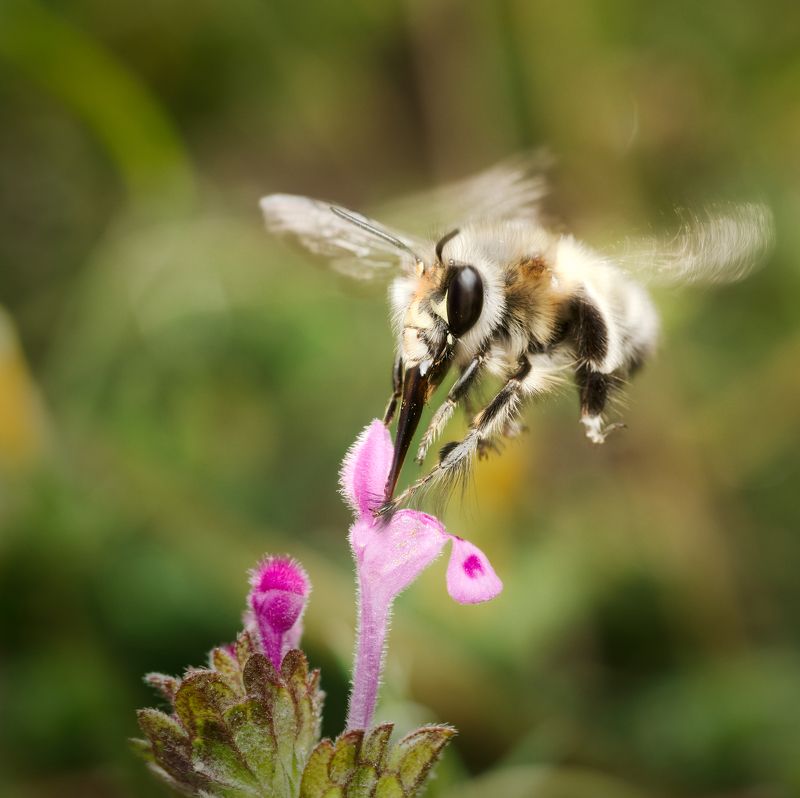 insect macro nature wildlife bee action in flight Dancing bee фото превью