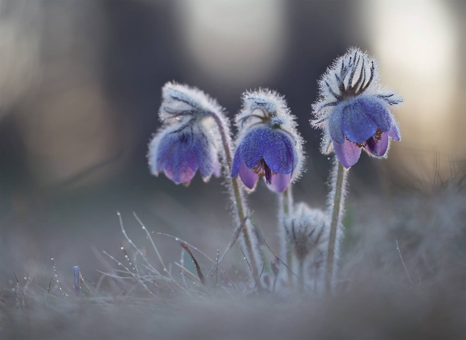 нерюнгри, сон-трава, якутия, женялевина, Евгения Левина