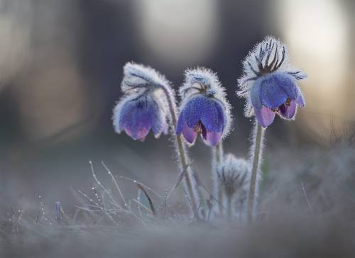 Сонное трио