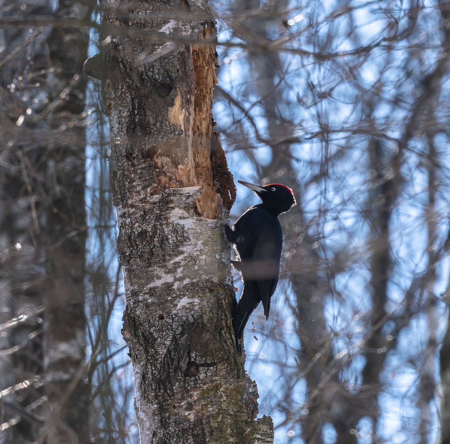 дятел, черный дятел, желна, большой дятел, Баландин Дмитрий