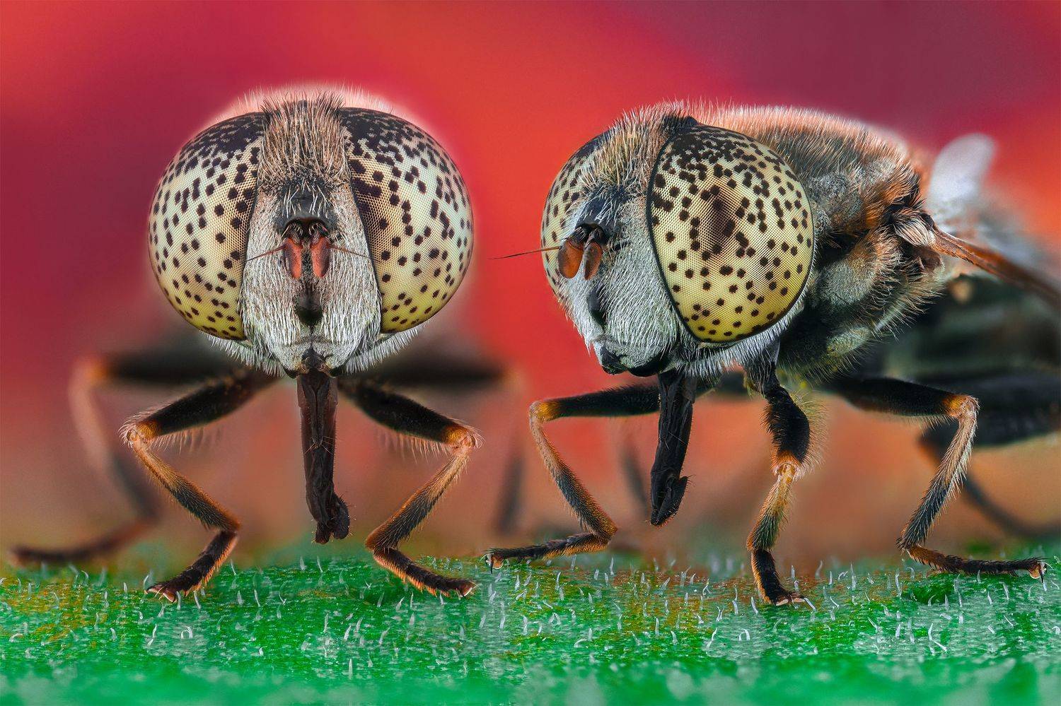 ceclii, macro, Tsvetan Ganev