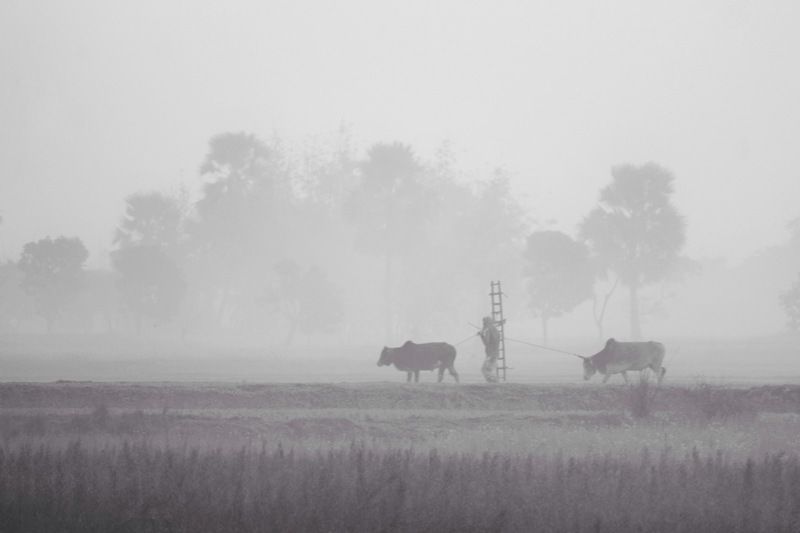 Farmer life Bangladesh  фото превью