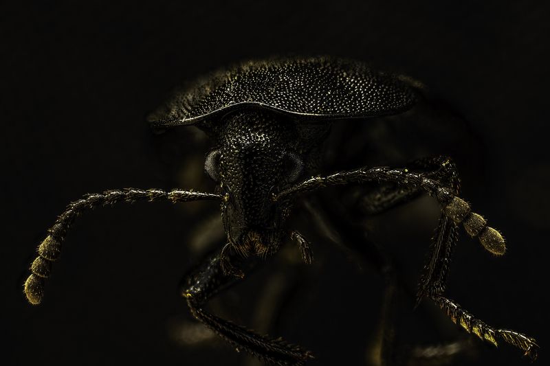( Peltis grossa ) фото превью