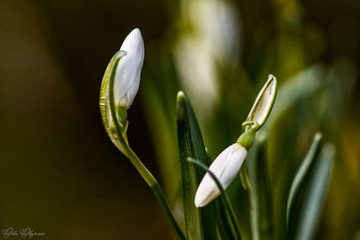 , Орлов Олег