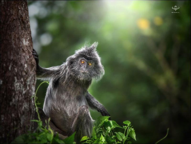 Малайзия, Борнео, фототур Абориген диких джунглей... фото превью