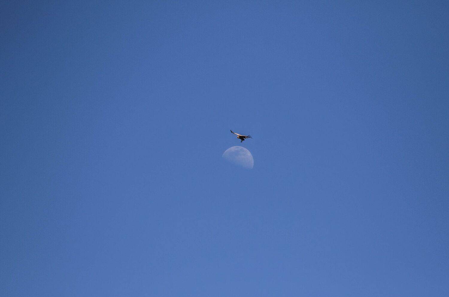 гриф,белоголовый сип,небо,луна,, Magov Marat