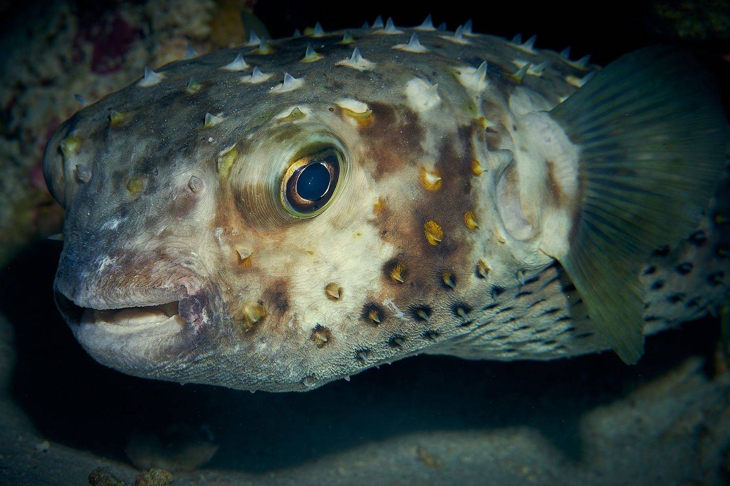 , Юрий Журавлев