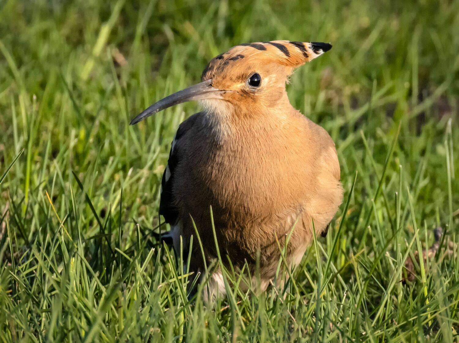 птицы, удод, Глебов Сергей
