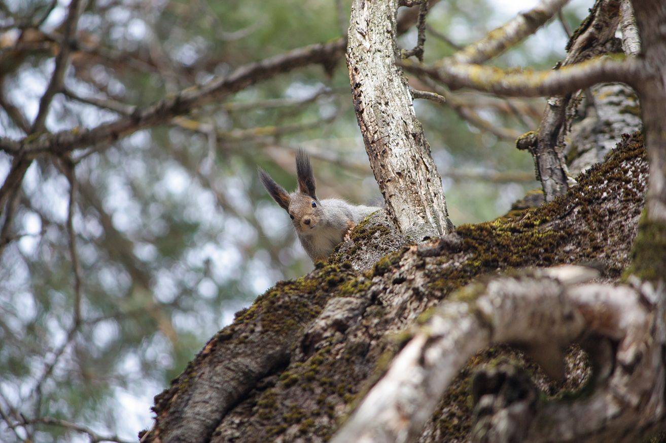 белка, КарОл