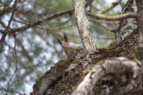 Любопытство - не порок