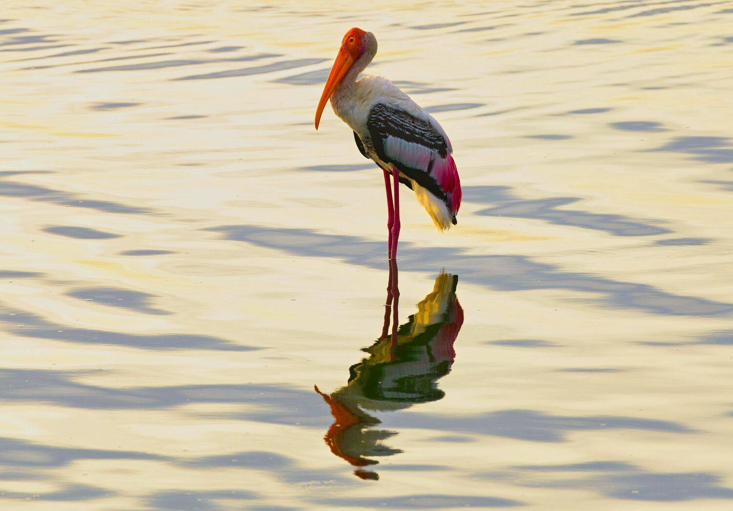 duck, bird, birds, wild, wings, beauty, nature, swan, feather, spread, little cormorant,animal,animals,nikon,swan,color,stork,water,sea, G N RAJA