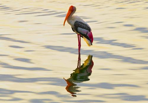 Painted stork