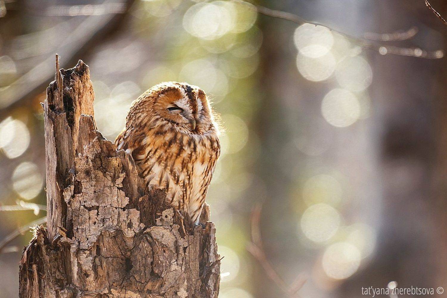 , Татьяна Жеребцова